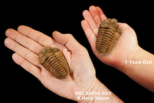 Trilobite Fossil 2 1/2" 3-5 Oz A Grade Morocco Root Chakra